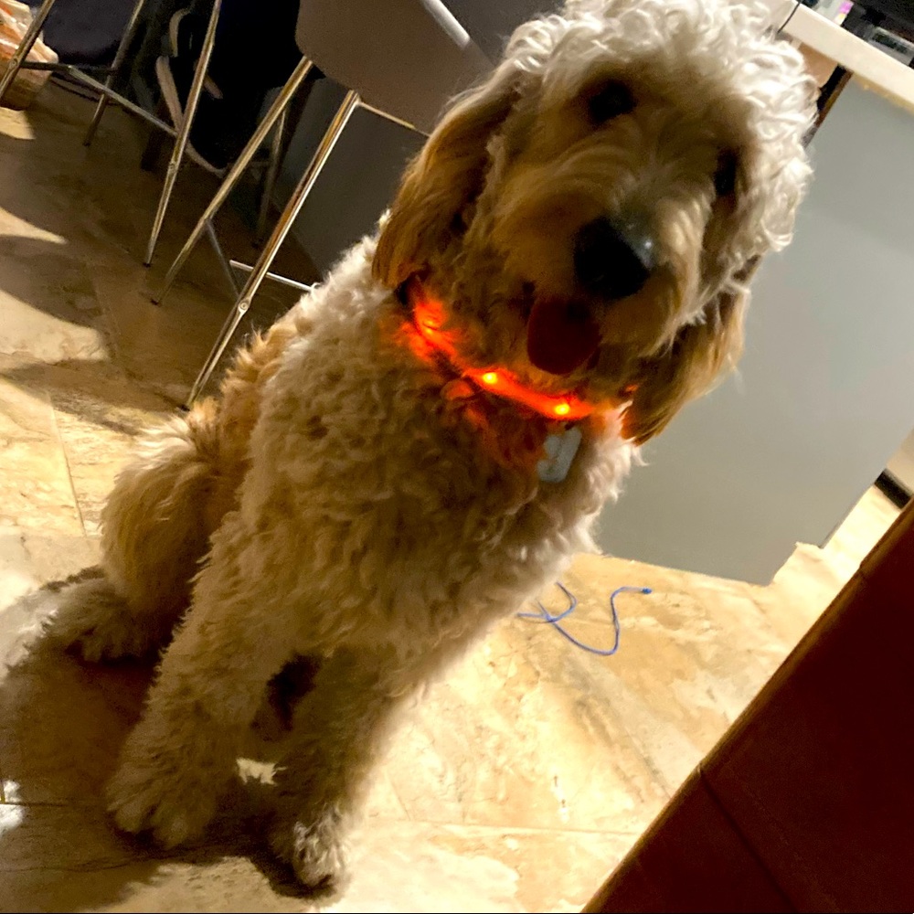 LED Night Time Safety Pet Leash & Collar Set